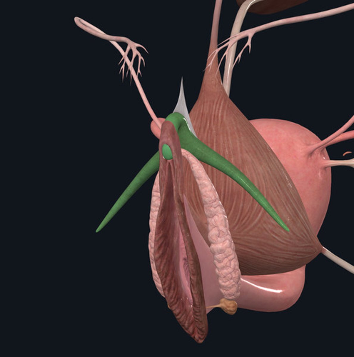 <p>ID Structure Highlighted Green</p>
