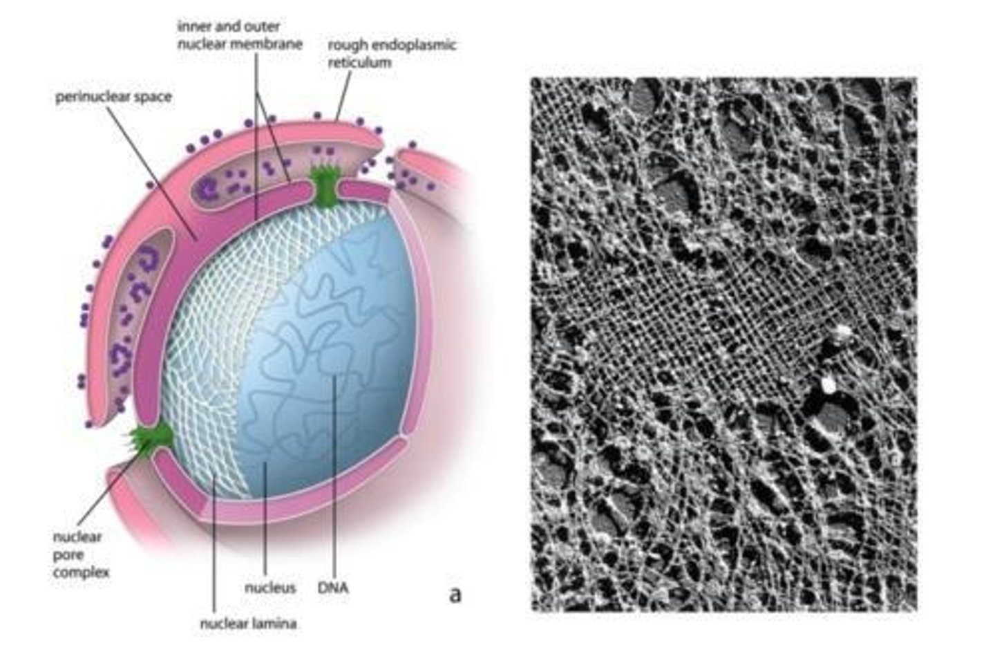 <p>The nuclear lamina is a meshwork of intermediate filaments (lamins) beneath the inner membrane that provides mechanical support and anchors chromatin and nuclear pores.</p>