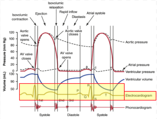 <p>Measure electrical voltages from heart → Body surface</p><p>P wave</p><p>QRS wave</p><p>T wave</p>