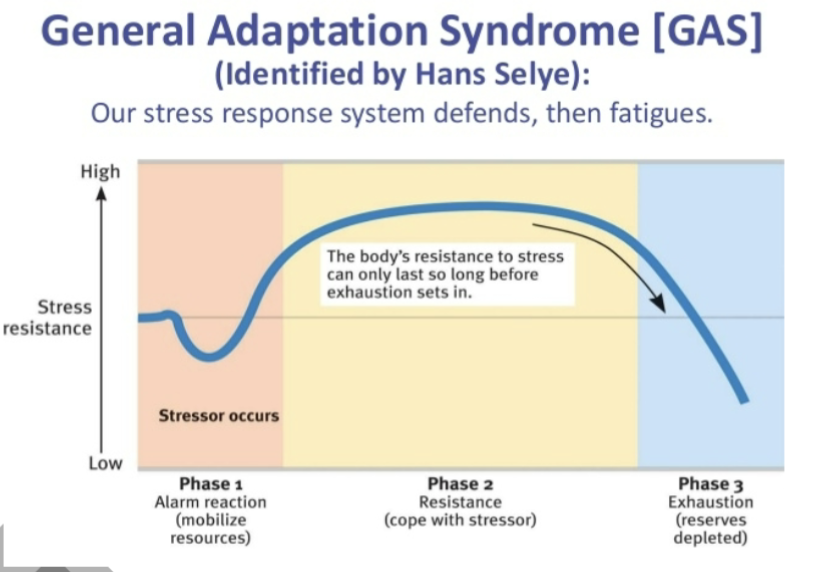 <ul><li><p><span style="color: rgb(250, 250, 250);">Stage 1: </span><span style="color: rgb(250, 250, 250);"> is the alarm reaction where there is an acute reaction to a stressor via the fight or flight response.</span></p></li><li><p><span style="color: rgb(250, 250, 250);">Stage 2 is the resistance stage where the body attempts to adapt to the</span><span style="color: rgb(250, 250, 250);"><br></span><span style="color: rgb(250, 250, 250);">demands of a persistent stressor (such as a negative work environment, chronic physical pain).</span></p></li><li><p><span style="color: rgb(250, 250, 250);">Stage 3 is the exhaustion stage where there is a state of impaired functioning that occurs if a persistent stressor exhausts the body’s resources for coping.</span><span style="color: rgb(250, 250, 250);"><br></span></p></li></ul><p><span style="color: rgb(250, 250, 250);"><br></span></p>