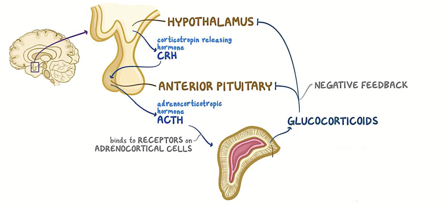 <p>Lipophilic hormones produced in the <strong><u>adrenal cortex</u></strong>. Nave a <strong><u>negative feedback cycle</u></strong>.</p><ul><li><p><strong>Cortisol</strong></p></li><li><p><strong>Cortisone</strong></p></li><li><p><strong>Corticosterone</strong></p></li></ul><p>Prevent fainting, have a general hyperglycemic effects → activates mechanisms to increase blood glucose levels, important in flight or flight reactions.</p><ul><li><p>Cause <strong>lipolysis</strong> and <strong>proteolysis</strong> → <strong>gluconeogenesis</strong> (increasing blood glucose).</p></li></ul><p></p>