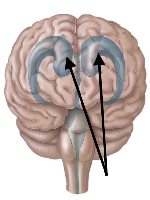 <p>Name the structure</p>