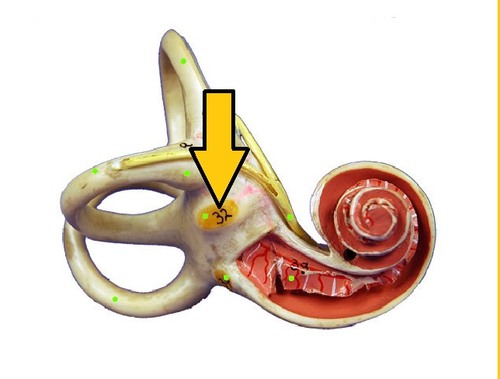 Opening in bone surrounding cochlea with membrane that transmits sound vibrations from ossicles into fluid of the cochlea