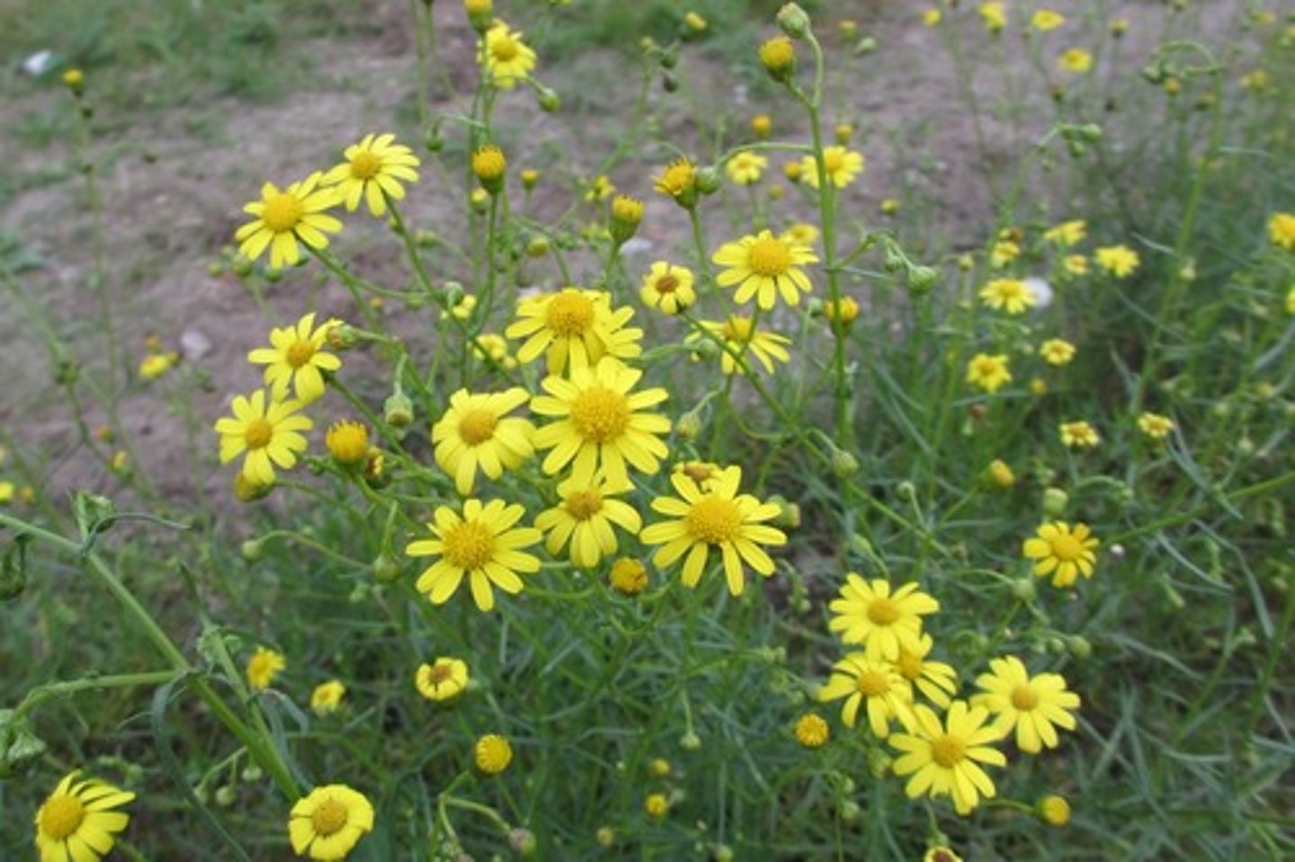 <p>welke plant</p>