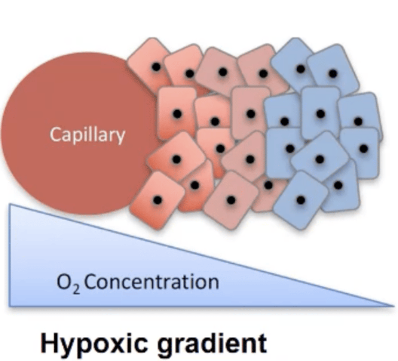 <p>- Increased HIF1-alpha expression which causes altered angiogenesis.</p><p>- Can be dormant due to lack of O2.</p><p>- Increased genetic instability.</p><p>- Poor immune response</p><p>- Less susceptible to chemo and radiation therapy.</p>