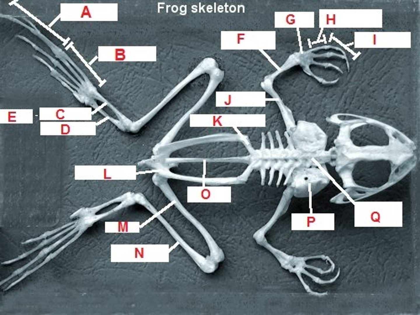 <p>A</p>