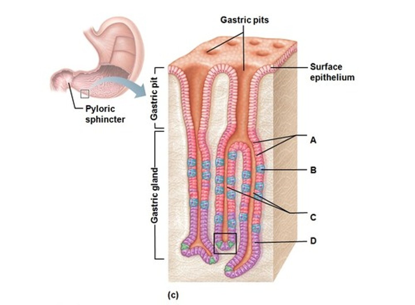 <p>Superficial layer containing only surface epithelium (mucous cells)</p>