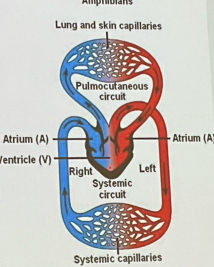 <p>This animal has double circulation and blood flow is double circuit where the heart has 3 chambers (1 ventricle + 2 atria) where the ventricle will pump blood into forked artery in 2 circuits → low metabolic rate/slow system</p>
