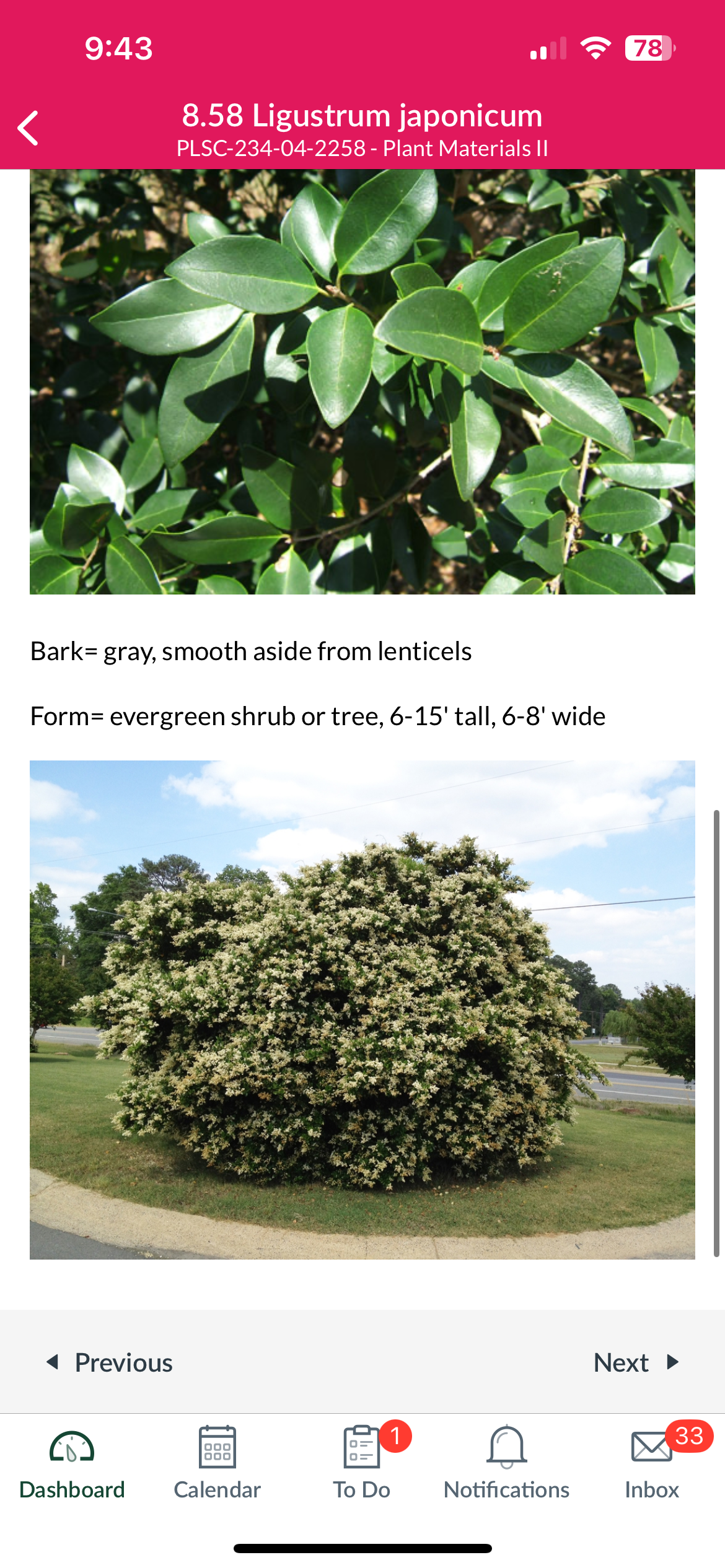 <p>Japanese privet</p>