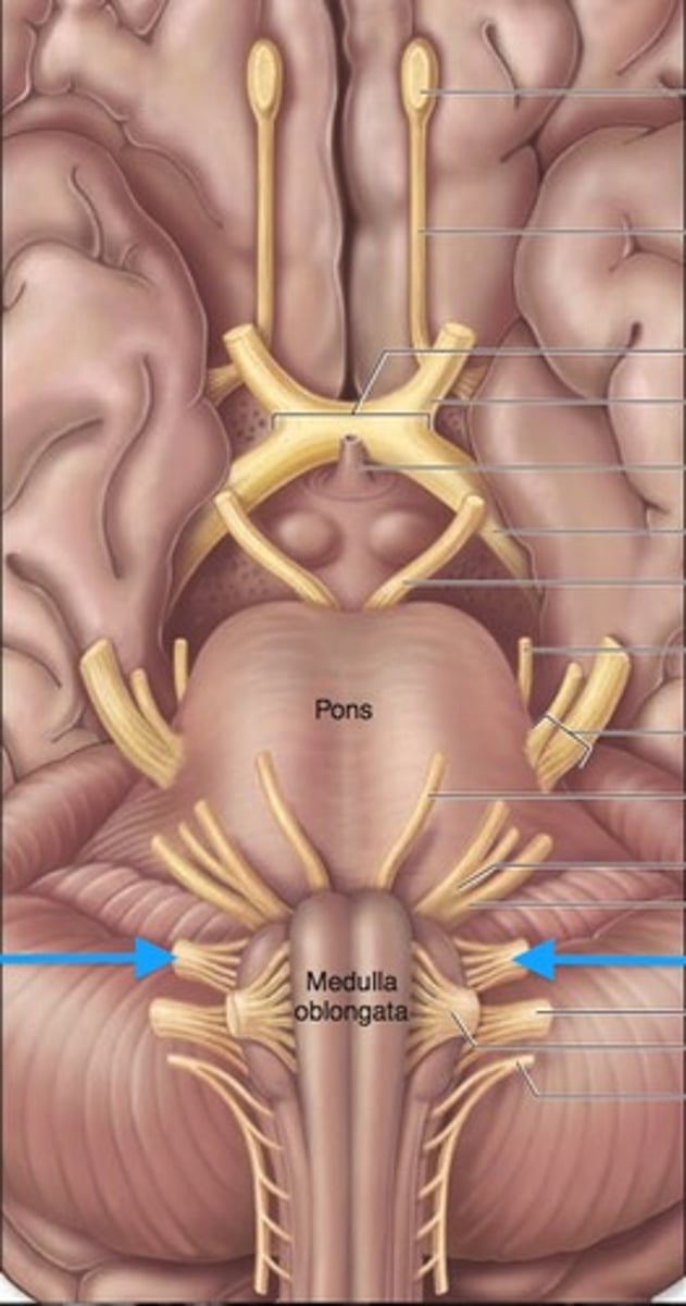 <p>relays sensory &amp; motor impulses related to taste, swallowing &amp; deglutition</p>