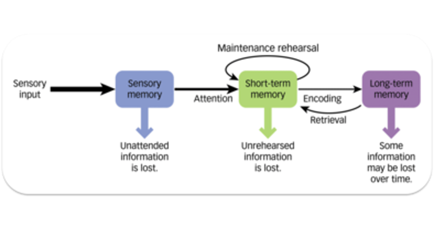 <p>Worked with Shiffrin to explain our memory forming process with a model</p>