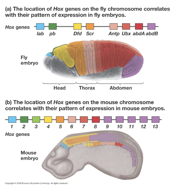 <p>Genes specifying the development of specific structures at particular locations during embryogenesis</p><ul><li><p>Responsible for symmetry, anterio-posterior, and dorso-ventral axes</p></li><li><p>Appear to be strongly conserved among animalia</p></li><li><p>Hox genes are a special class of homeotic genes</p></li></ul><p></p>