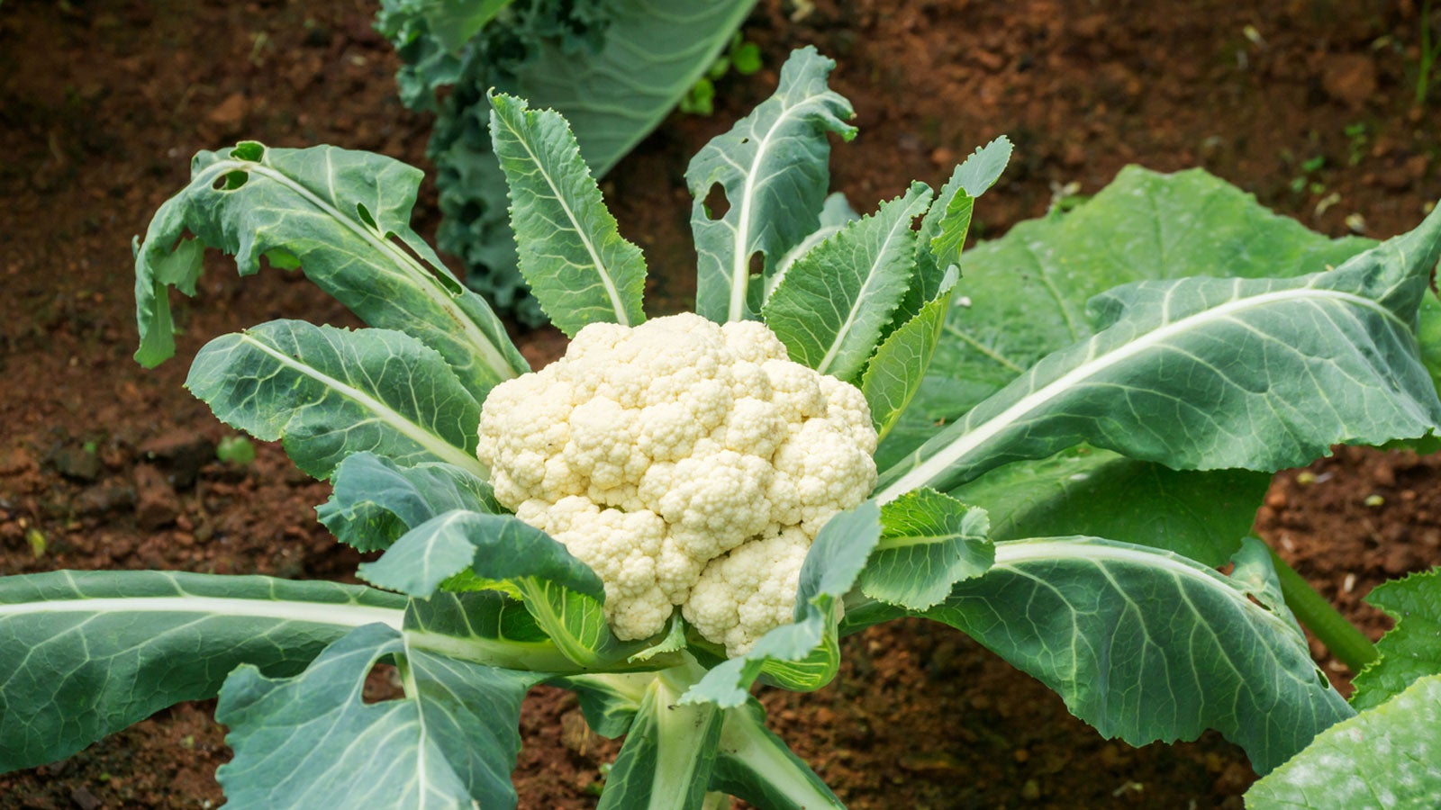 <p>eudicot; Brassicaceae; cauliflower; <span>composed of a white inflorescence meristem</span></p>