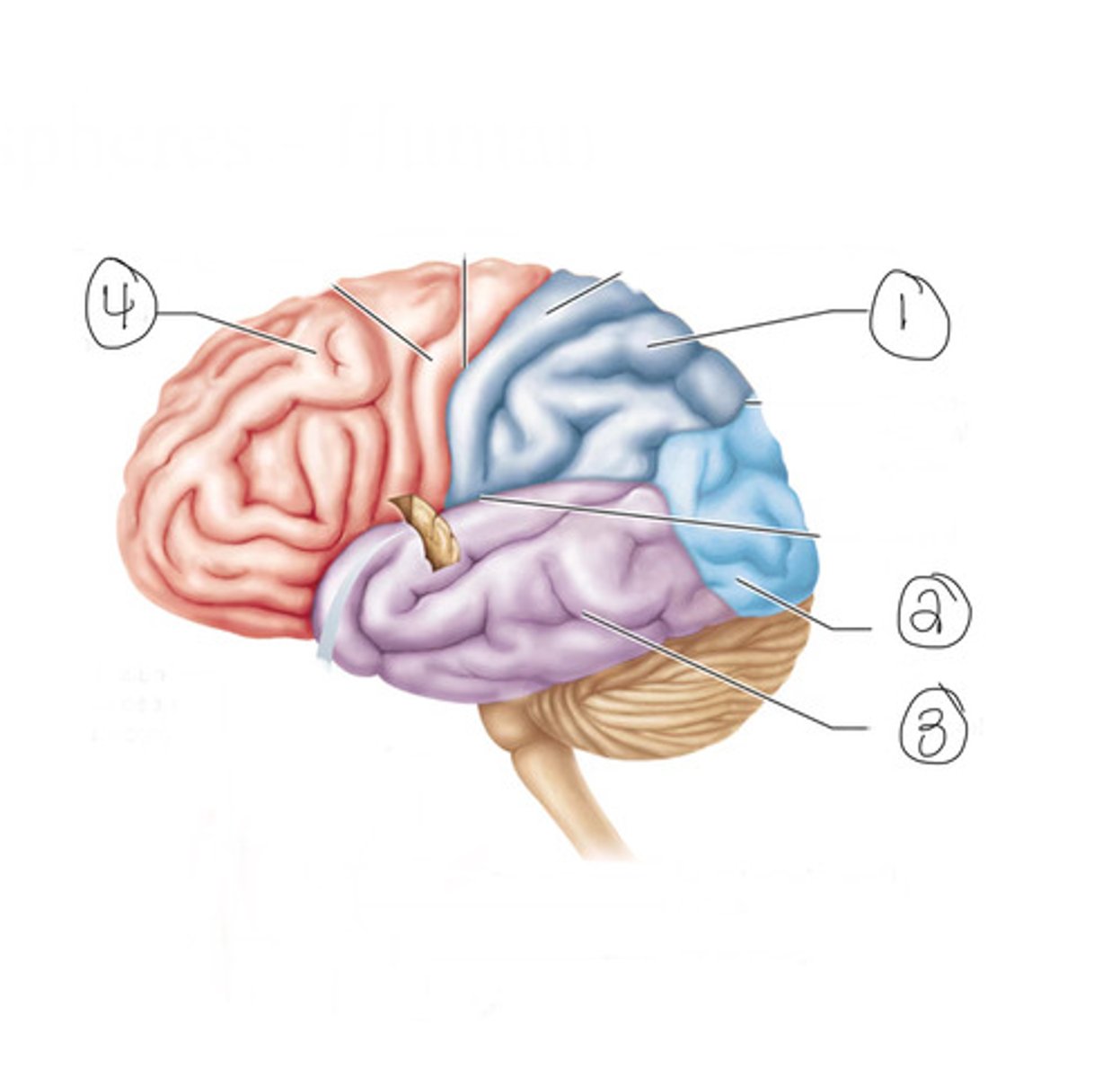 <p>What is number 3?</p>