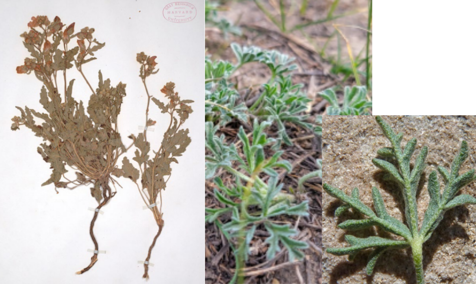 <p>Short, rhizomatous forb with leaves that are irregular palmate lobes with deep sinuses and hair.</p>