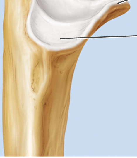What’s the ulna structure