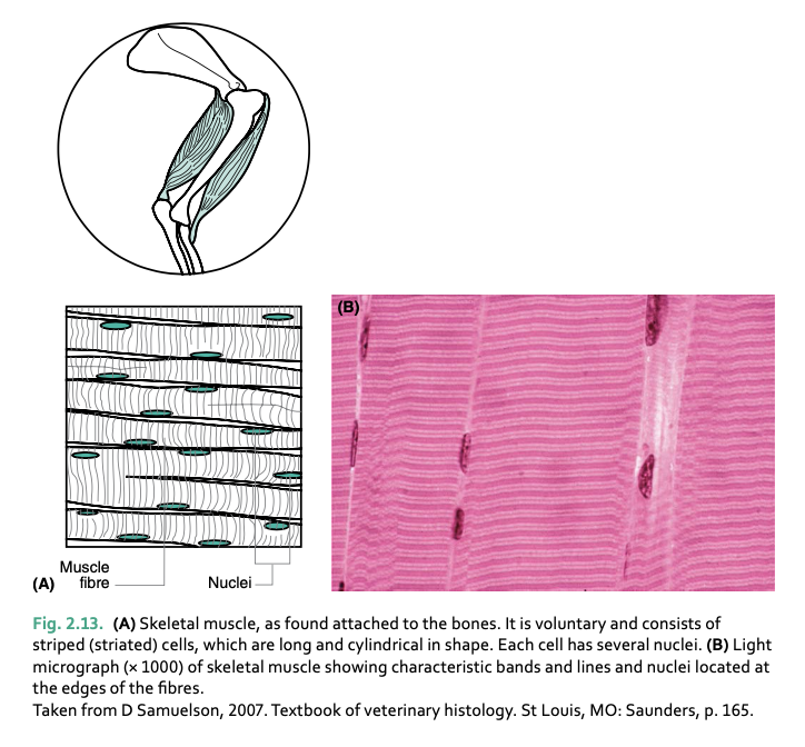 <p>skeletal/striated muscle</p>