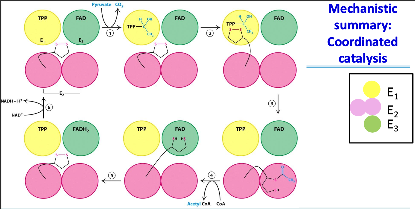 <p>The integration of enzymatic activities within the PDH complex, where intermediates are transferred between enzyme active sites without dissociating. In the PDH, this is made possible by the lipoamide arm of E₂ moving between the active sites</p>