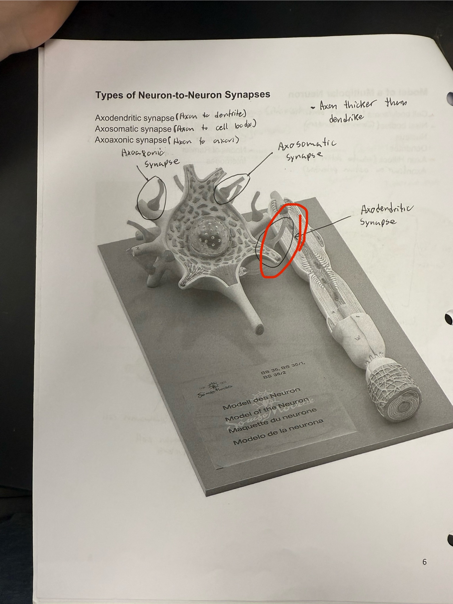 <ul><li><p>Synaps type: Axon connects to dendrite</p></li></ul><p></p>