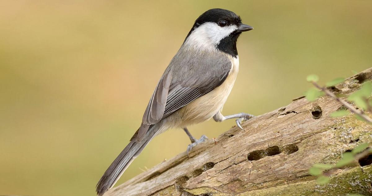 <p>What bird is this?</p>