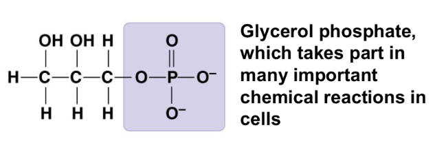 <ul><li><p>contributes negative charge</p></li><li><p>when attached, confers on a molecule the ability to react with water, releasing energy</p></li><li><p>compound name: organic phosphate</p></li></ul><p></p>