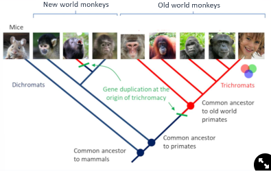 <ul><li><p>genetic dating has shown the duplication has occurred when the new world and old world monkeys split (30-40,000mya), but is much more recent in howler monkeys</p><p><strong>→ there has been a convergence of colour vision in the howlers</strong></p></li></ul>