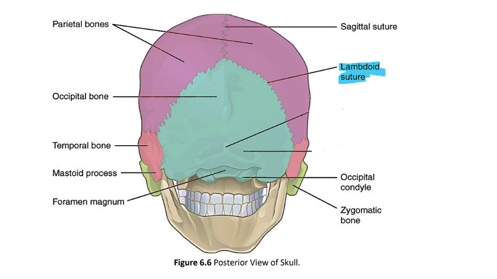 <p>lambdoid suture</p>