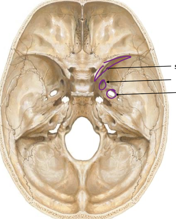 <p>label pathways and which trigeminal branches pass through them</p>