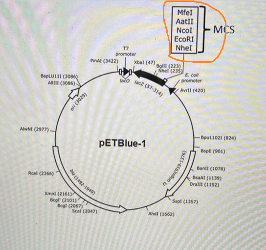 <p>The orange area is signifying what?</p>