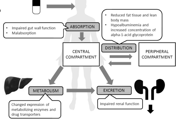 <p>Reduced fat tissue, lean body mass, hypoalbuminemia, and increased alpha-1-acid glycoprotein can alter drug binding and distribution.</p>