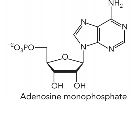 <ul><li><p>nitrogenous base </p></li><li><p>pentose sugar</p></li><li><p>1-3 phosphate groups </p></li></ul><p></p>