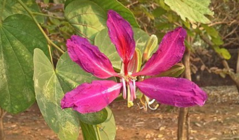 <p>Fabaceae</p>