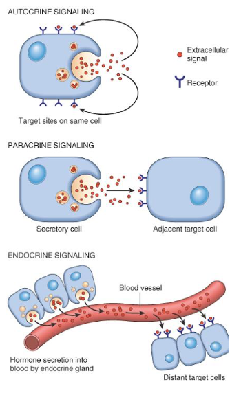 <ul><li><p><span><strong>proto-oncogenes</strong></span>&nbsp;</p></li></ul><p><br></p><p><strong><em>Proto-oncogenes</em></strong><em>: A gene involved in normal cell growth<br></em></p><p><em><br></em></p><p><strong><em>Pleiotropic</em></strong><em>: Producing or having multiple effects from a single gene</em></p>