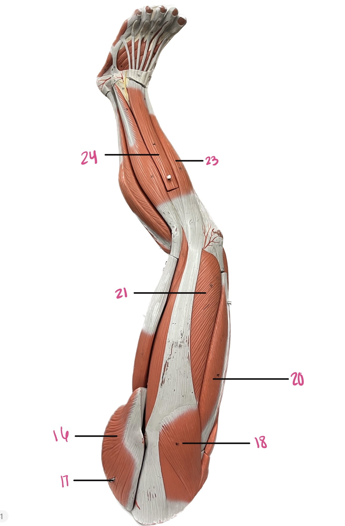 <p>17 </p>