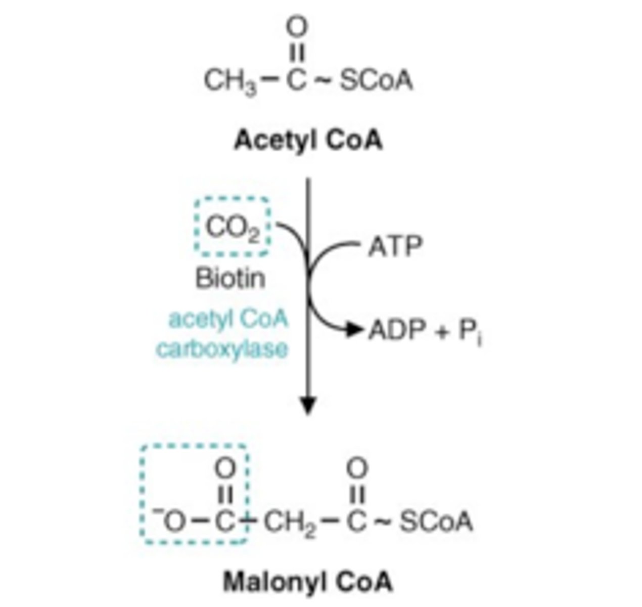 <p>1) Coenzyme for carboxylase reactions: committed step in FA synthesis (Acetyl-CoA carboxylase used in Acetyl-CoA to Malonyl-CoA)</p><p>1a) Pyruvate carboxylase used in Pyruvate to Oxaloacetate (TCA & gluconeogensis)</p><p>2) Non-coenzyme = Transcription/synthesis of several enzymes / gene expression (glucokinase, phosphoenolpyruvate carboxykinase) & histone modification, and cell signaling</p>