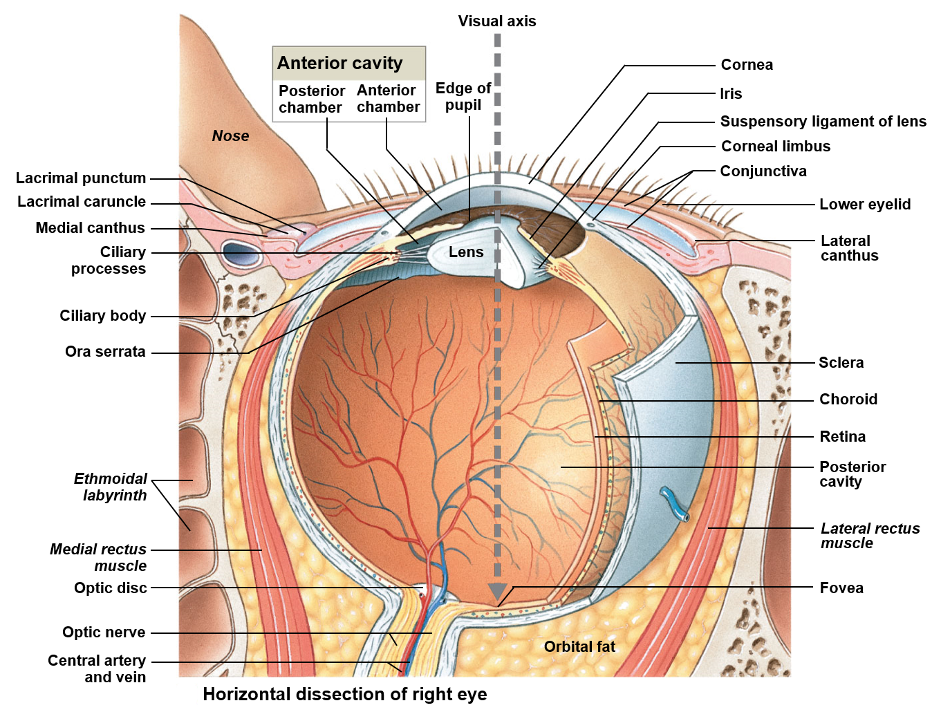 <p>Is filled with a clear, transparent, gelatinous mass called the vitreous humor</p>