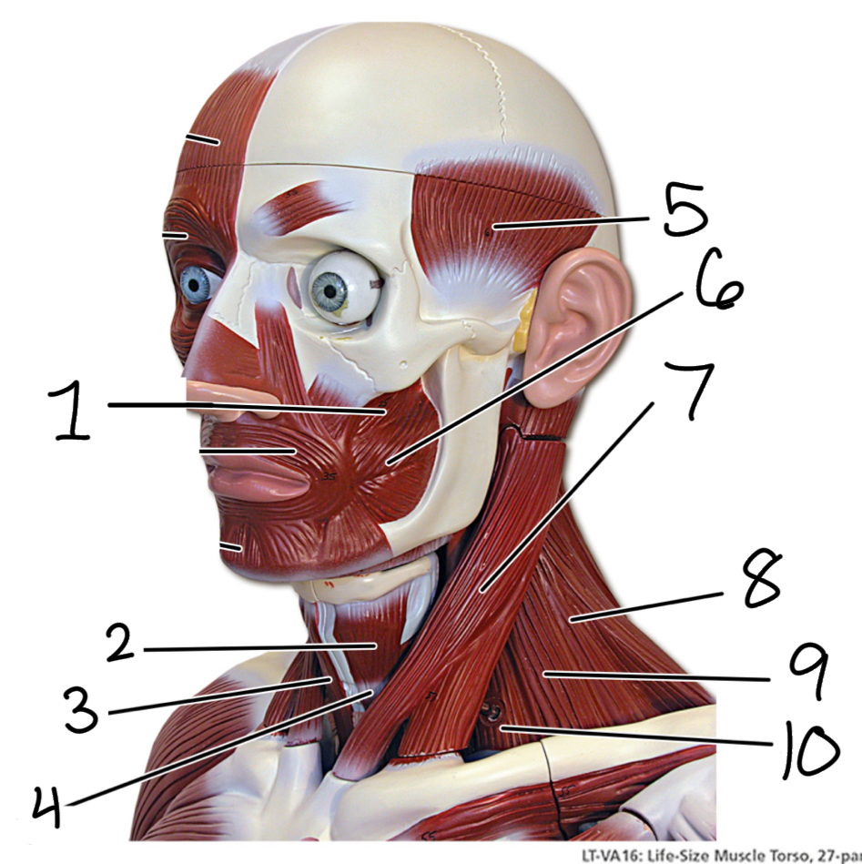 <p>7</p>