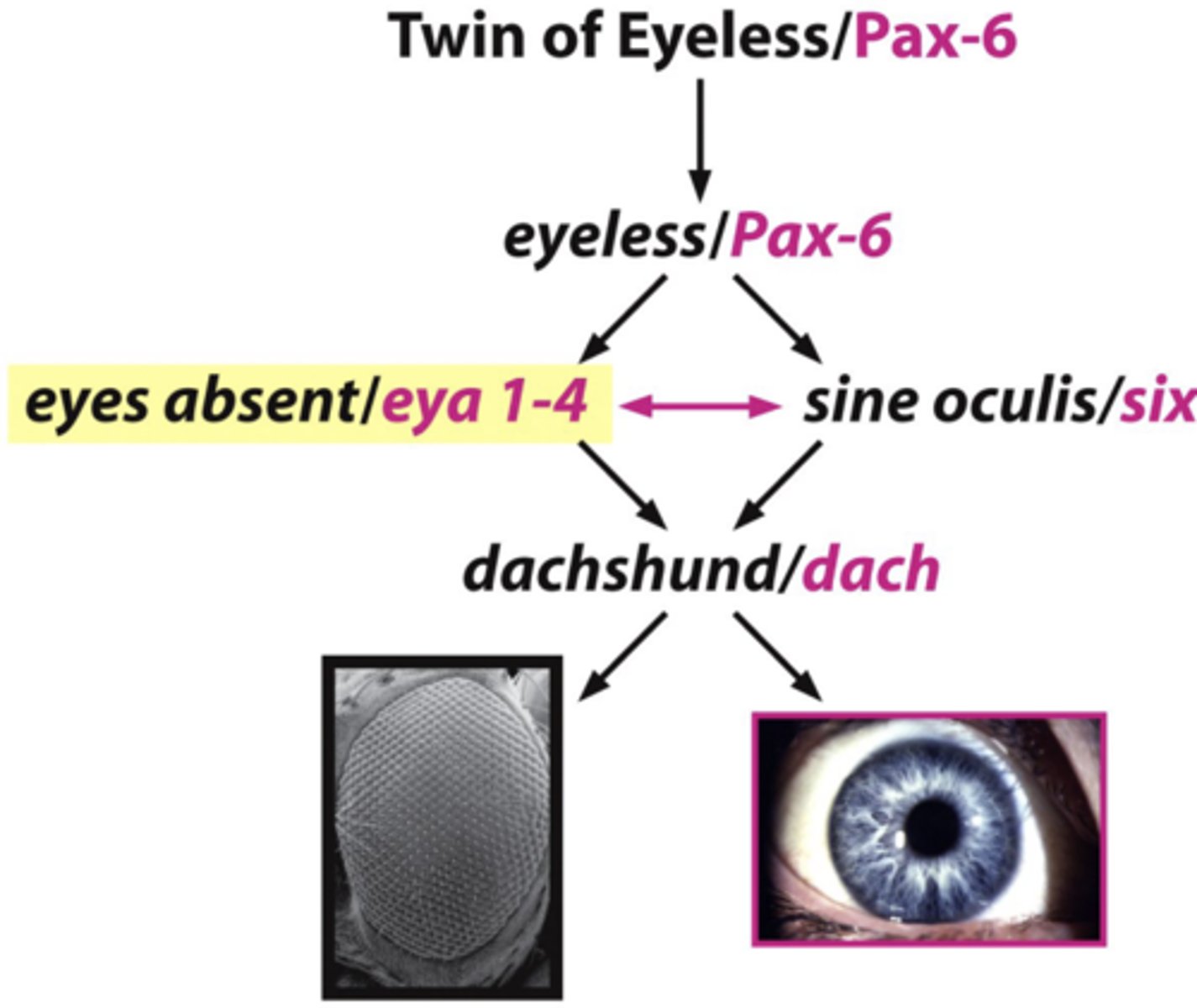 <p>- last common descendant of fly and mammals = 600 million years ago</p><p>- yet, genes for eye development: eyeless (fly) and Pax 6 (mammal) are highly conserved and interchangeable!</p>