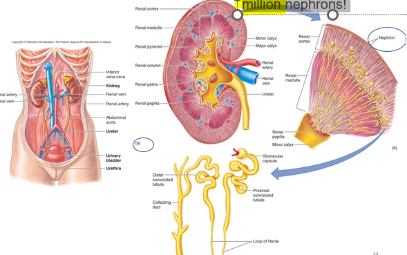 <p>Each kidney has approx. 1 million _________!</p>