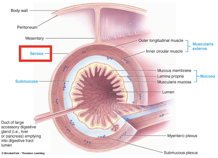 <p><span><span>provide a protective outer layer and to secrete serous fluid (lubricates), which reduces friction between digestive organs and surrounding structures</span></span></p><ul><li><p><span>allows freedom for mixing and propulsive movements</span></p></li></ul><ul><li><p><span style="color: rgb(255, 255, 255);"><span>continuous with mesentery throughout much of the tract</span></span></p></li></ul><p></p>