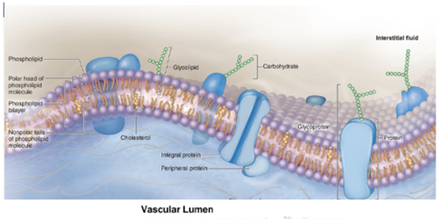 <p>Where do glycolipids extend in the cell?</p>