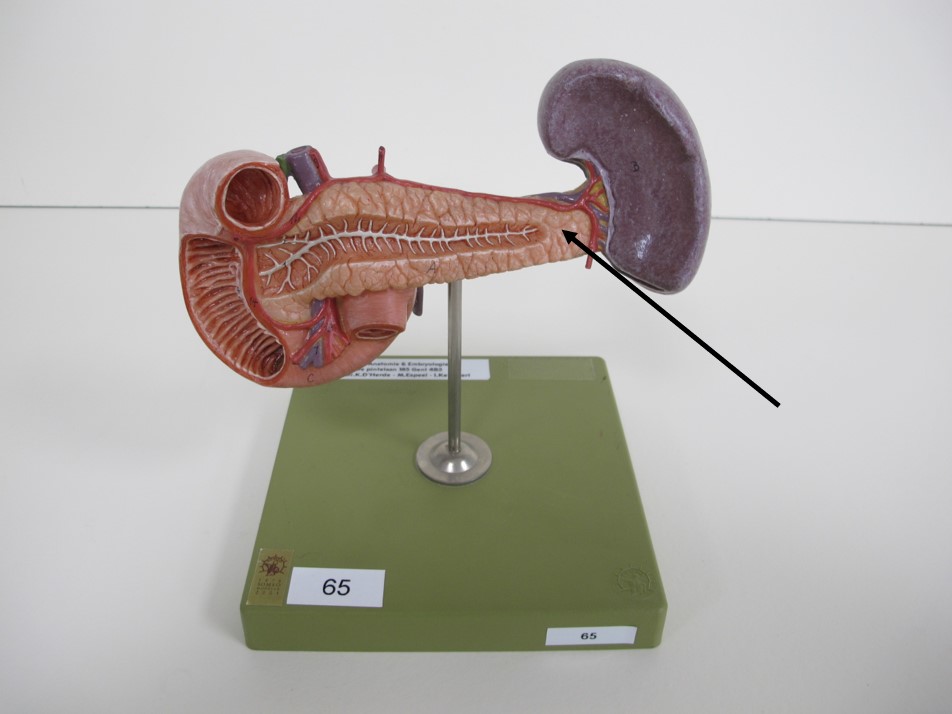 <p>deel pancreas</p>