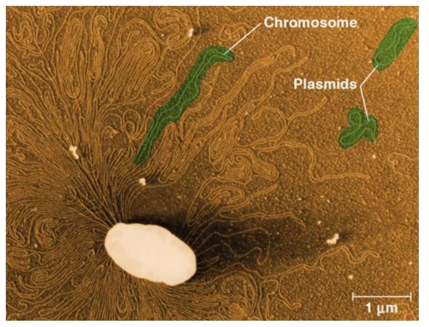 <p>Prokaryote genome</p>