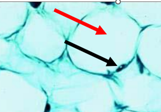 <p>What is the RED arrow pointing at?</p>