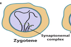 <p>Synapsis of homologous chromosomes begins; synaptonemal complex begins to form (2)</p>