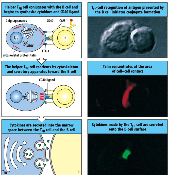 <p><span>CD40 ligand (T</span><sub><span>FH</span></sub><span> cell and CD40 (B cell)</span></p>