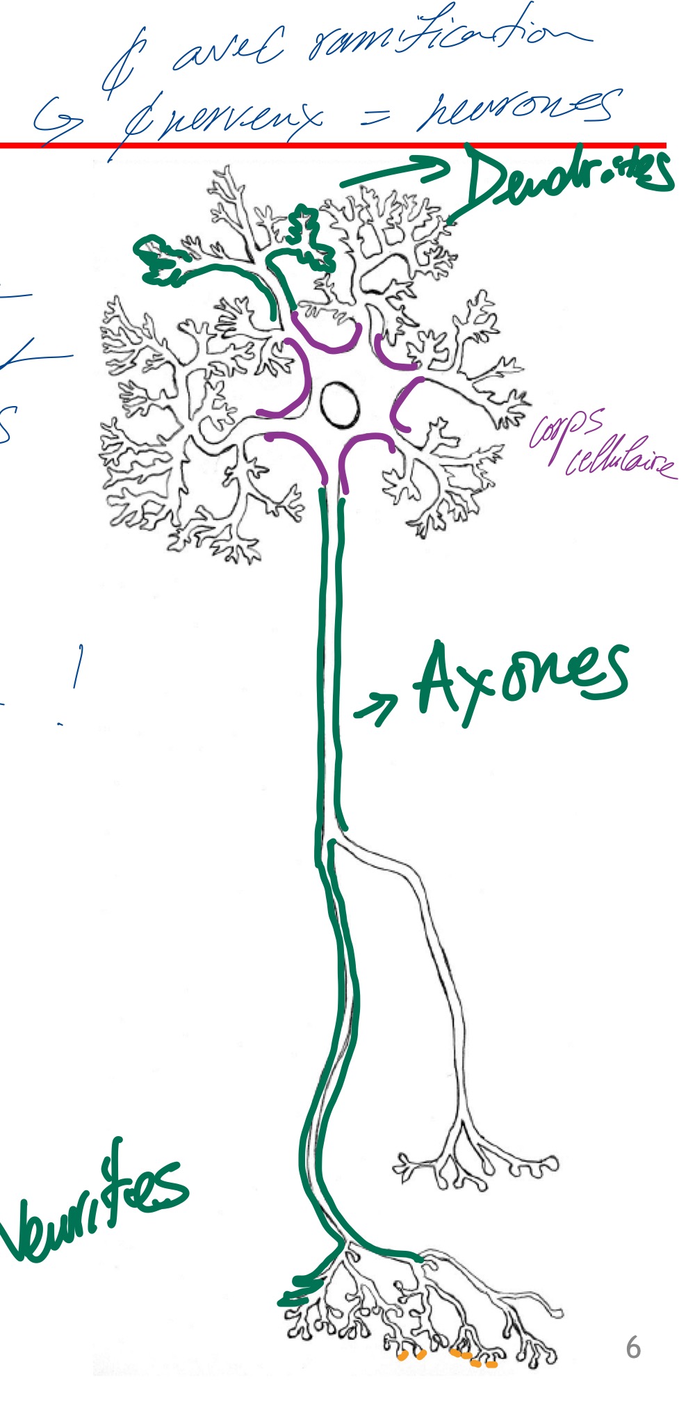 <p>- cellule spécialisée du système nerveux</p><p>- longue durée de vie (formation avant la naissance et durant les deux premières années de la vie)</p><p>- pas de mitoses (à cause de leur complexité morphologique) </p><p>- peut mesurer jusqu’à un mètre (prolongements) !</p>