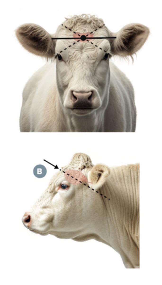 <p>What are methods of euthanasia for beef cattle?</p>