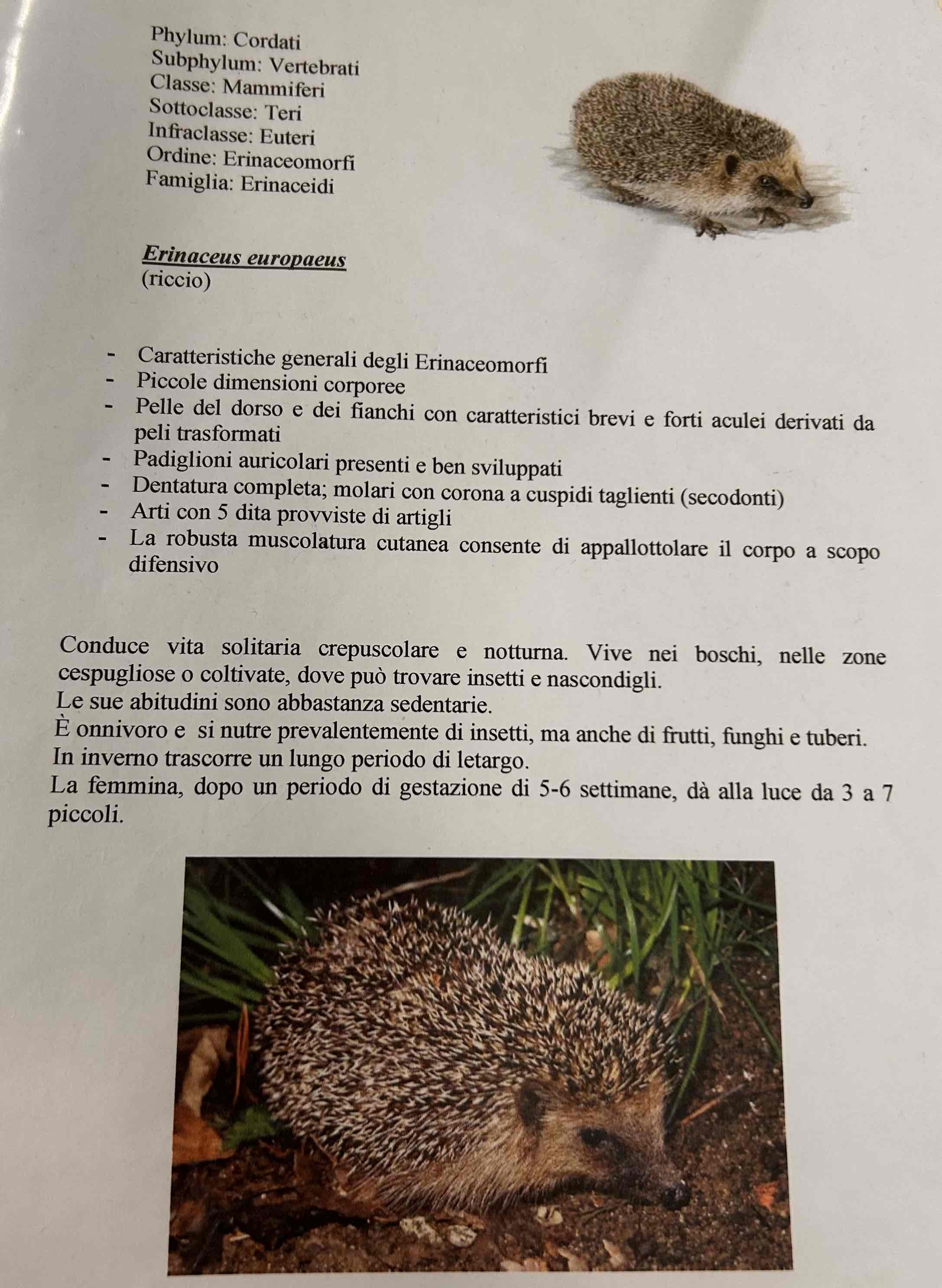 <p>Cordati</p><p style="text-align: start">Vertebrati</p><p style="text-align: start">Gnatostomi</p><p style="text-align: start">Tetrapodi</p><p style="text-align: start">Mammiferi</p><p style="text-align: start">Eutheria</p><p style="text-align: start">Erinqceomorpha</p><p style="text-align: start">Erinaceus europaeus(Riccio)</p>