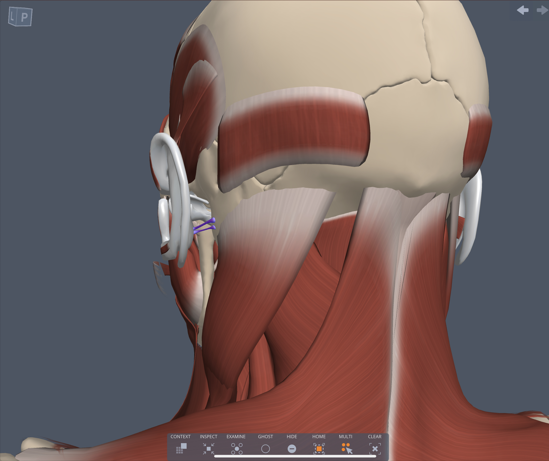 Innervation of the Posterior auricle muscle